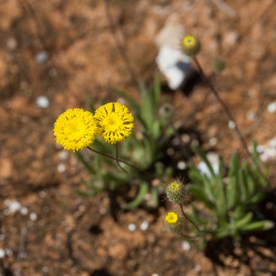 Asteridea athrixioides, photographed by Kym Nicolson