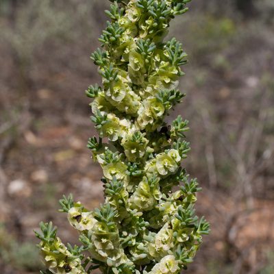 Maireana pentatropis, photographed by Kym Nicolson