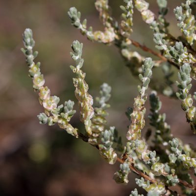 Maireana radiata, photographed by Kym Nicolson