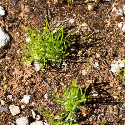 Isoetopsis graminifolia, photographed by Kym Nicolson