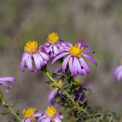 Olearia magniflora, photographed by Kym Nicolson