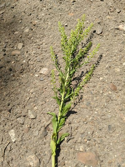 Lepidium apetalum, photographed by Дмитрий