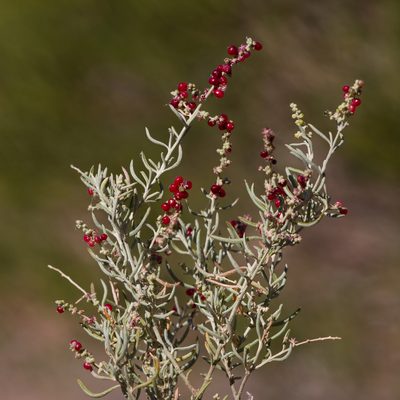 Chenopodium wilsonii, photographed by Kym Nicolson