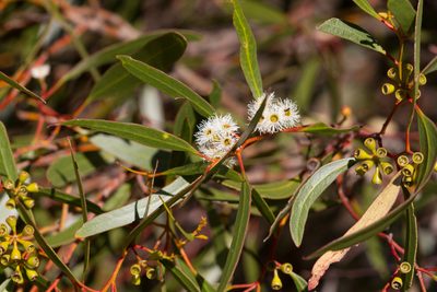 Eucalyptus gracilis, photographed by Kym Nicolson
