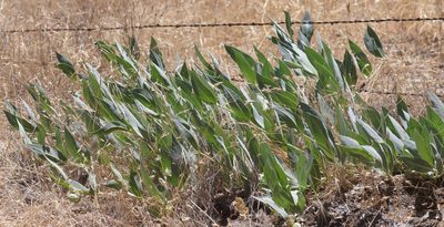 Asclepias vestita, photographed by Pinnacles National Park