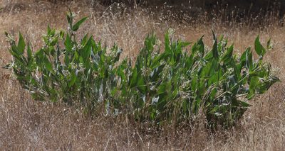 Asclepias vestita, photographed by Pinnacles National Park