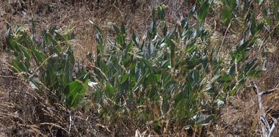 Asclepias vestita, photographed by Pinnacles National Park