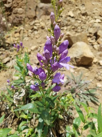 Penstemon venustus, photographed by RJ Baltierra