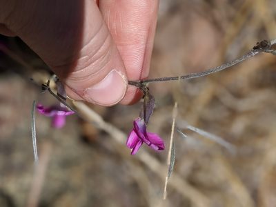 Cologania angustifolia, photographed by Rachel Stringham