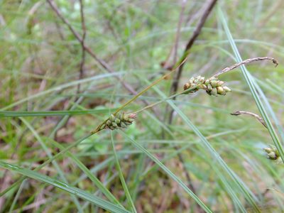 Carex globularis, photographed by nina_nesterova