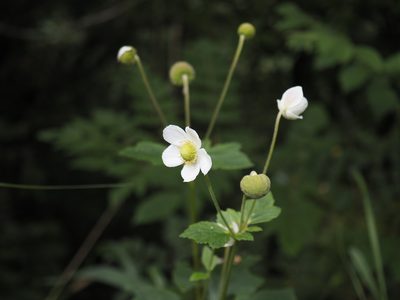 Eriocapitella vitifolia, photographed by Cynthia Su