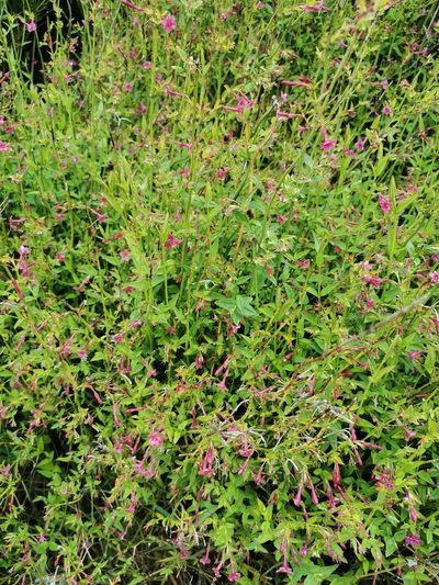 Jasminum beesianum, photographed by Mark Pritchard