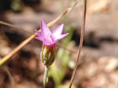 Xeranthemum cylindraceum, photographed by Yves Bas