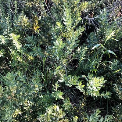 Myrica humilis, photographed by David Rosenthal