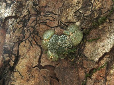 Porpax reticulata, photographed by Rohit
