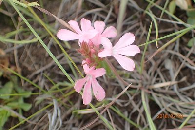 Striga elegans, photographed by Peter Warren