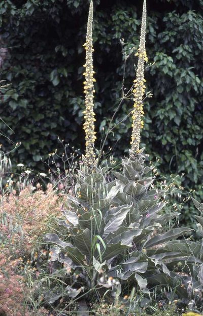 Verbascum macrurum, photographed by Simon Tonge