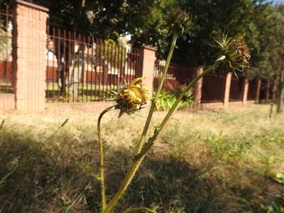 Berkheya radula, photographed by Matthew Fainman