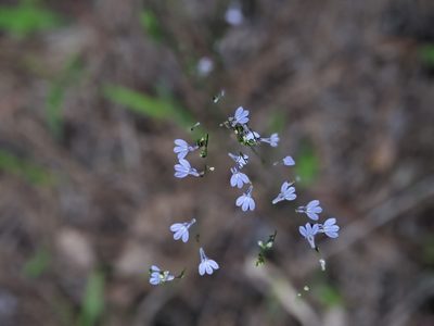 Lobelia nuttallii, photographed by Rhonda Ridley