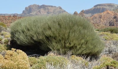 Cytisus supranubius, photographed by Donald Davesne