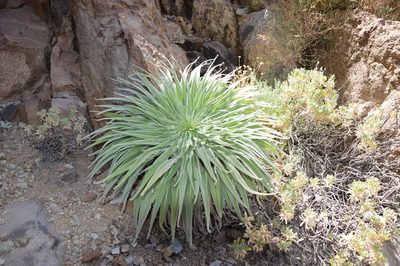 Echium wildpretii, photographed by Donald Davesne
