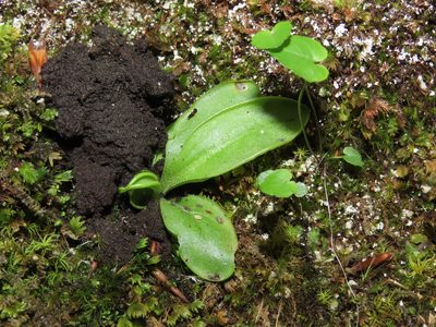 Pinguicula vallis-regiae, photographed by Emanuele Santarelli