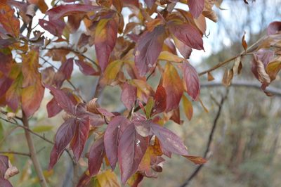 Combretum erythrophyllum, photographed by Hildegard Klein