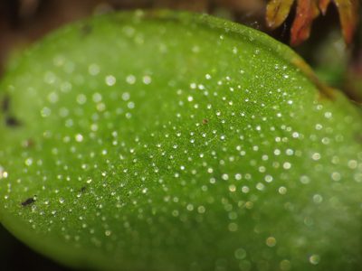 Pinguicula vallis-regiae, photographed by Emanuele Santarelli