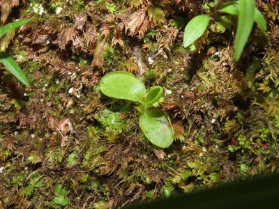 Pinguicula vallis-regiae, photographed by Emanuele Santarelli