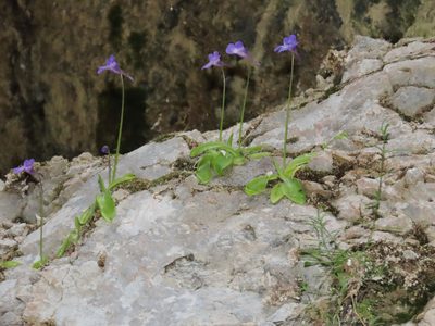 Pinguicula vallis-regiae, photographed by Emanuele Santarelli