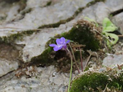 Pinguicula vallis-regiae, photographed by Emanuele Santarelli