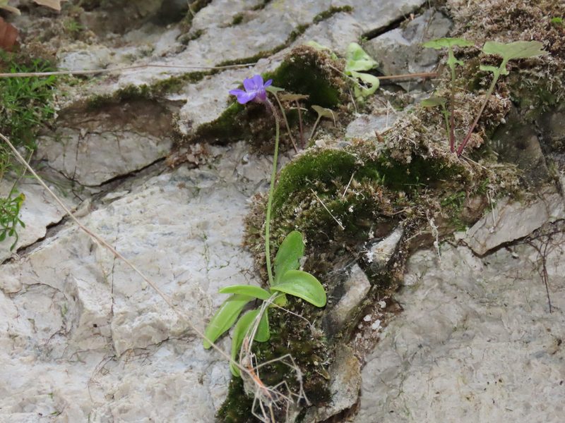 Pinguicula vallis-regiae, photographed by Emanuele Santarelli