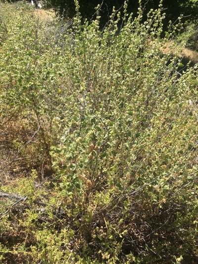 Malacothamnus aboriginum, photographed by Pinnacles National Park