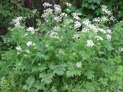 Chaerophyllum aureum, photographed by Christian Berg