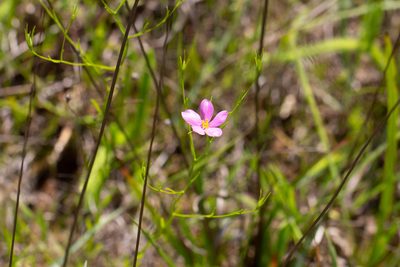 Sabatia campanulata, photographed by Jessica