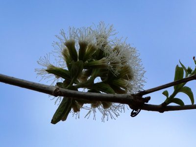 Koanophyllon albicaule, photographed by Francisco Farriols Sarabia