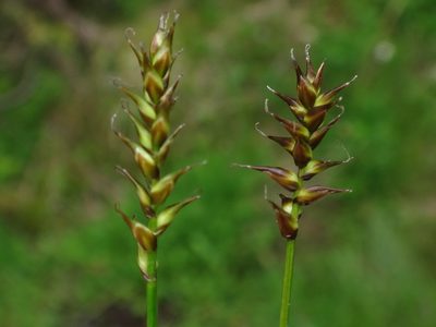 Carex davalliana, photographed by Christian Berg