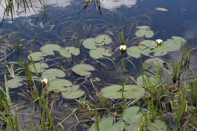 Nymphaea tetragona, photographed by Oleg Kosterin