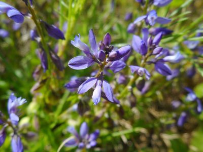 Polygala amarella, photographed by Eugene Popov