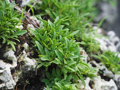 Kalanchoe ceratophylla, photographed by 葉子