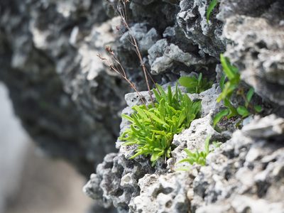 Kalanchoe ceratophylla, photographed by 葉子