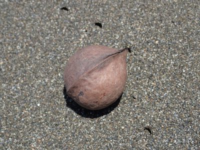 Heritiera littoralis, photographed by 葉子