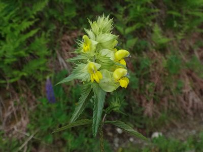 Rhinanthus glacialis, photographed by Christian Berg