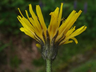 Willemetia stipitata, photographed by Christian Berg