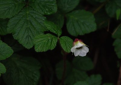 Rubus nepalensis, photographed by Ramnarayan K