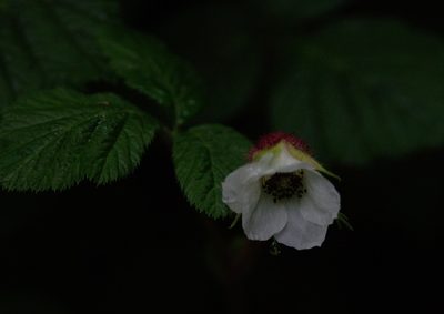 Rubus nepalensis, photographed by Ramnarayan K