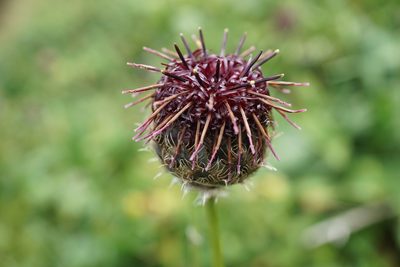 Centaurea kotschyana, photographed by xulescu_g