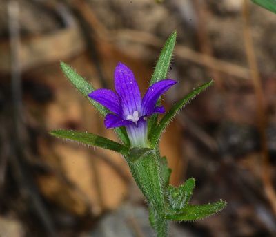 Githopsis specularioides, photographed by Don Loarie