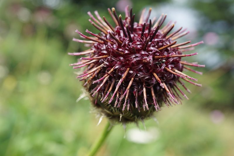 Centaurea kotschyana, photographed by xulescu_g