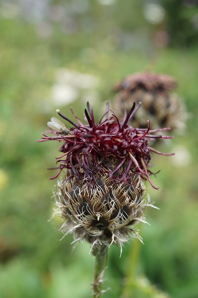 Centaurea kotschyana, photographed by xulescu_g